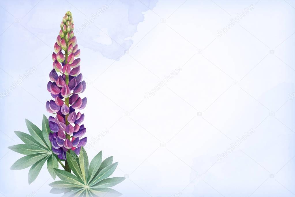 A watercolor illustration of  lupines. Perfect for greeting cards or invitations
