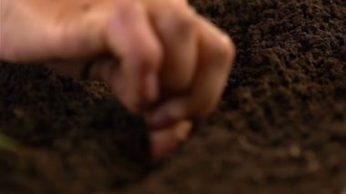 Dişi el oluk yapar ve sonra tohum atar.