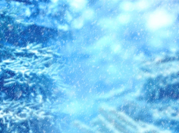 Зимний фон. Снег падает на сосновые ветви . — стоковое фото