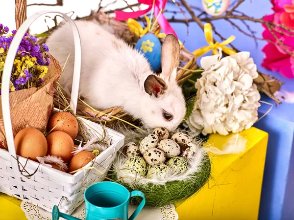 Conejito de Pascua y huevo. Conejo entre las flores de vacaciones de primavera . —  Fotos de Stock