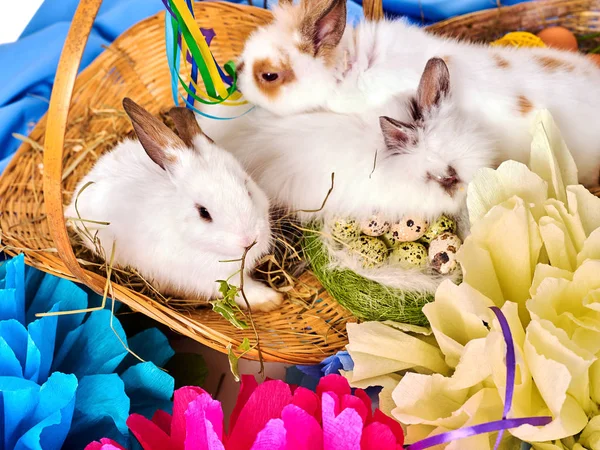 Påskharen och ägg. Grupp kanin bland vårblommor holiday. — Stockfoto