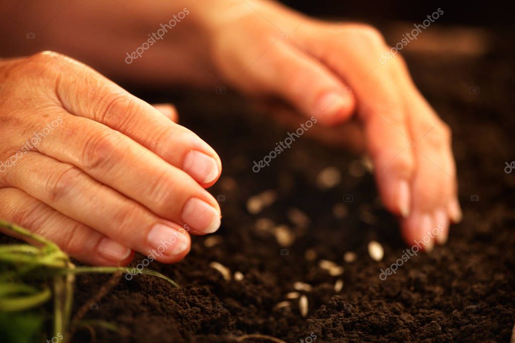 Hand throwing seeds Hand of elderly woman throwing seeds in dirt