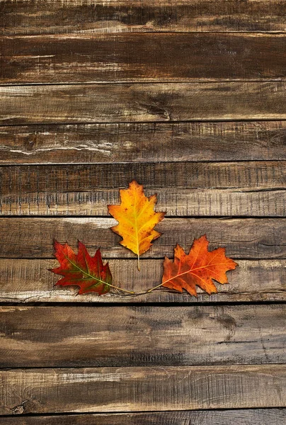 Folhas de outono na mesa de madeira — Fotografia de Stock