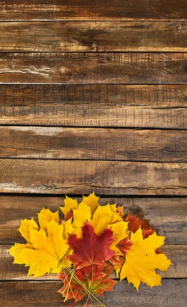 Jesień klon liście bukiet pionowa rama — Zdjęcie stockowe