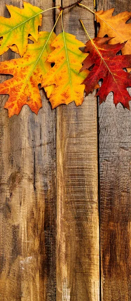 Herfst esdoorn bladeren boeket verticaal frame — Stockfoto