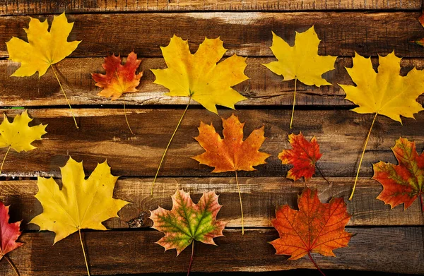Achtergrond herfst esdoorn bladeren zijn ver van elkaar — Stockfoto