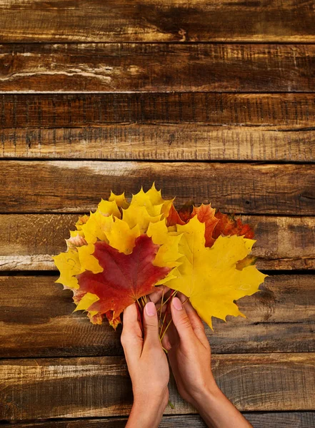 Bouquet de feuilles d'érable d'automne dans le cadre vertical des mains féminines — Photo