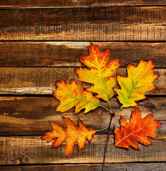 Otoño hojas de arce en la vista superior con espacio de copia Fotos De Stock Sin Royalties Gratis