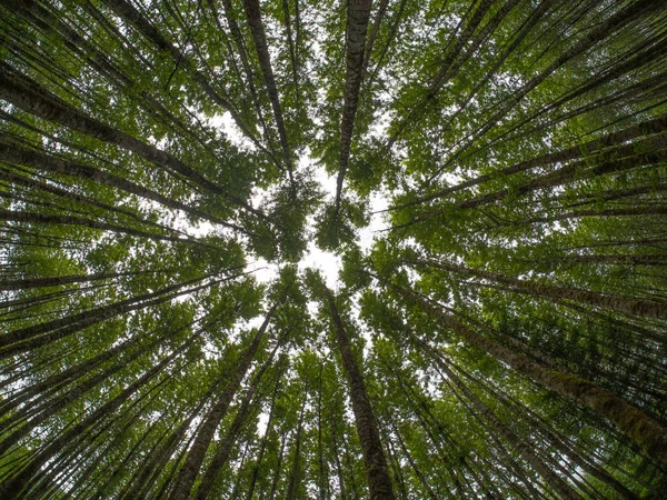 Olhando para cima em uma floresta de árvores — Fotografia de Stock