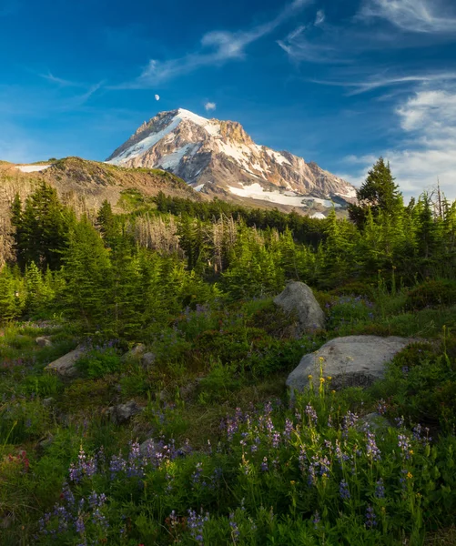 MT. Hood och alpina äng — Stockfoto