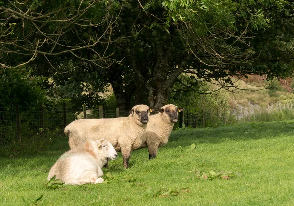 Vista laterale di pecore Shropshire nel prato — Foto Stock