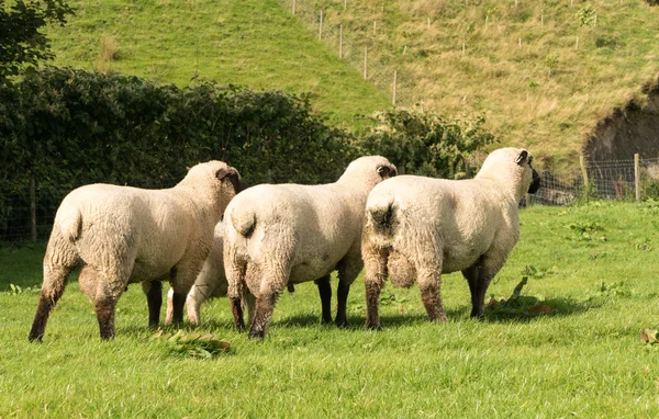 Rear view of three Shropshire sheep in meadow — Stock Photo, Image
