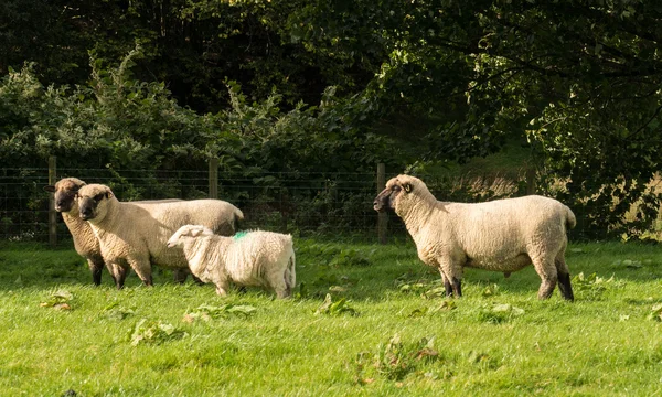 Vista lateral de las ovejas de Shropshire en el prado —  Fotos de Stock