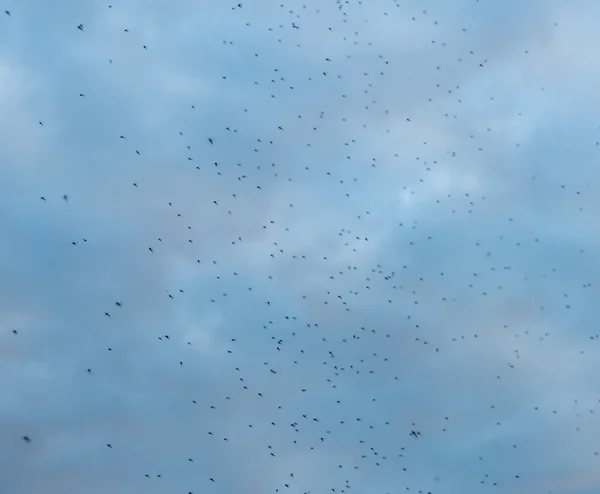 Sciame di zanzare o insetti nel cielo — Foto Stock