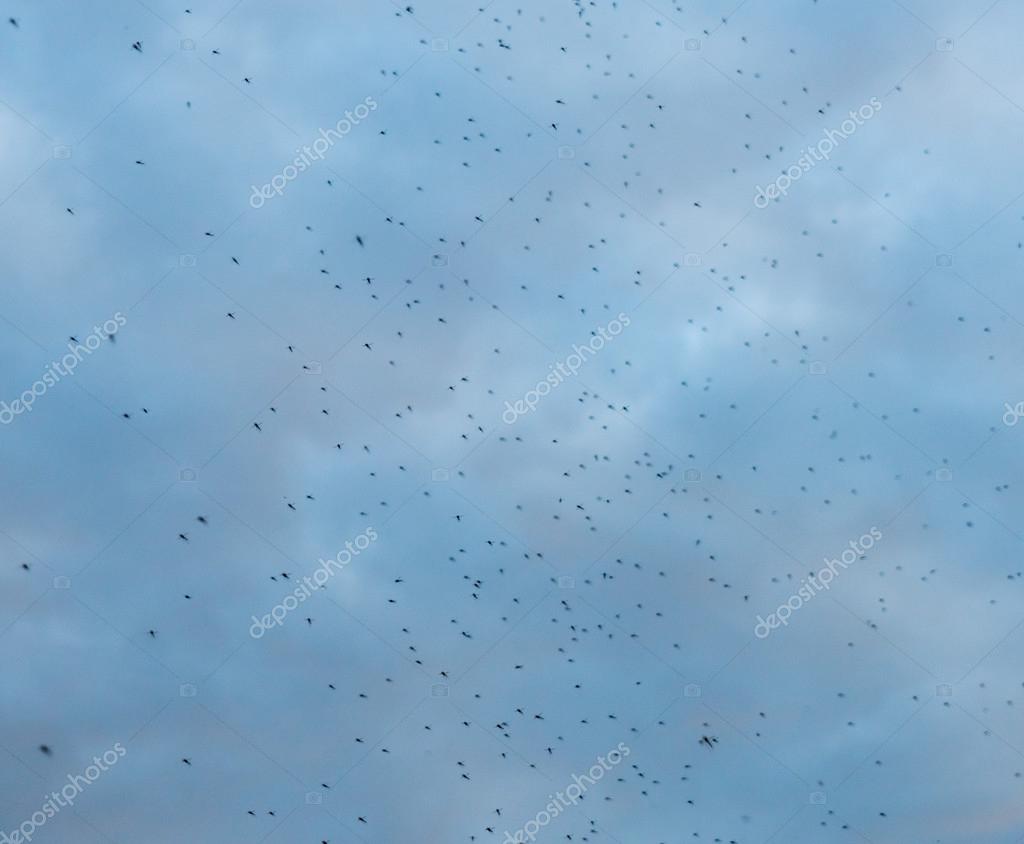 Image result for cloud of bugs image