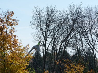 Ağaç ağaç cerrahı kesme ölü dallar