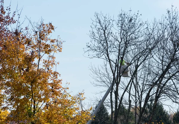 Arboristou řezání větve ze stromu — Stock fotografie