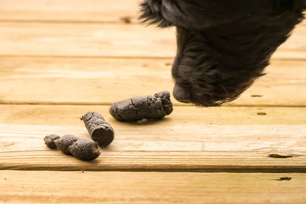 Dog poop on outside decking — Stock Photo, Image