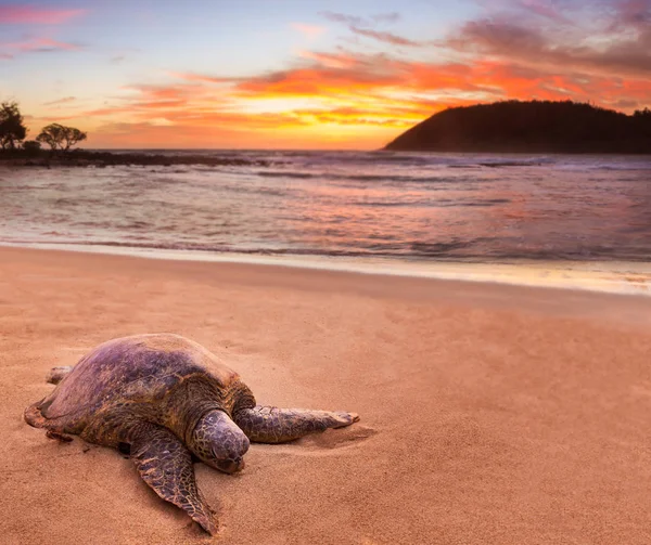Tortuga marina en la playa de Moloaa, Kauai, Hawaii — Foto de Stock
