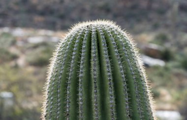 Üst kenarı saguaro kaktüsü yakın çekim