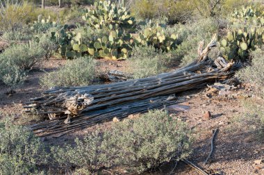 Ölü kaktüs Saguaro Milli Parkı Batı Tucson