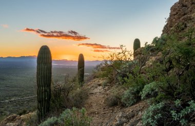 Günbatımı Saguaro Milli Parkı Batı