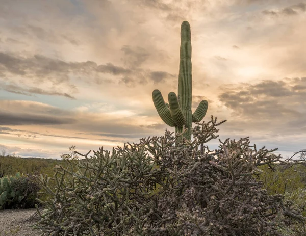 Coucher de soleil dans le parc national de Saguaro Tucson — Photo