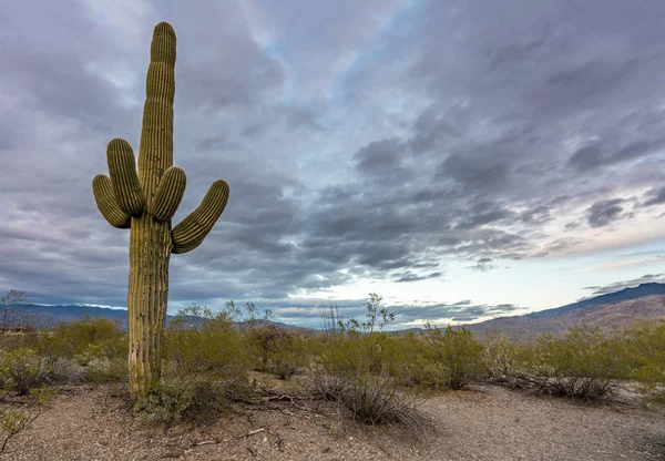 Naplemente a Tucson Saguaro Nemzeti Park — Stock Fotó