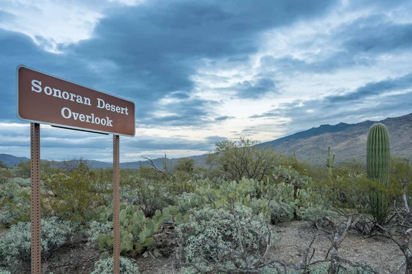 Soumrak v Tucsonu Saguaro National Park — Stock fotografie