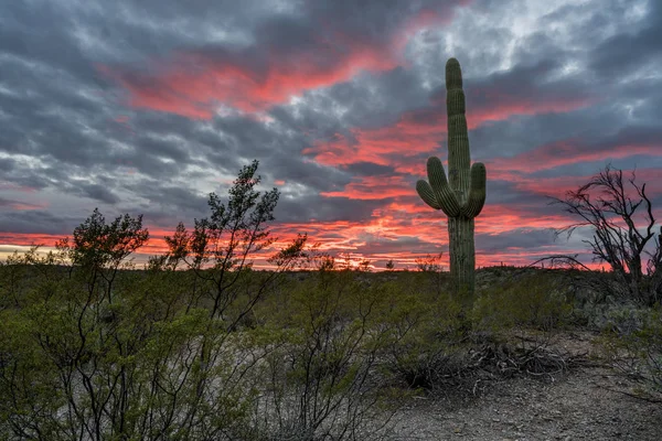 Pôr do sol no Parque Nacional Saguaro Tucson — Fotografia de Stock