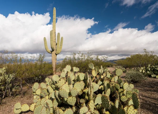 Tempestade pelo Parque Nacional Saguaro Tucson — Fotografia de Stock