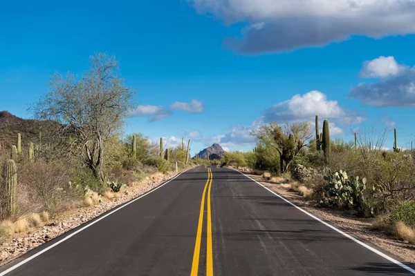 Δάσος του cactus στο Saguaro εθνικό πάρκο Δυτικής Tucson — Φωτογραφία Αρχείου