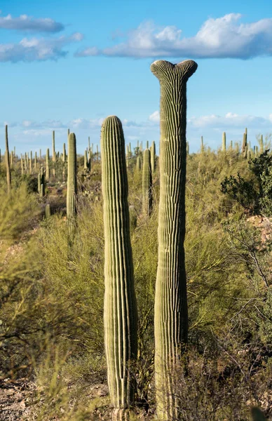 Chocholatý Saguaro v národním parku Západní Tucson — Stock fotografie