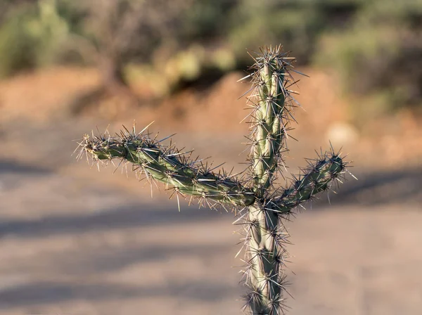 Tres brazos en primer plano en el cactus Cholla — Foto de Stock