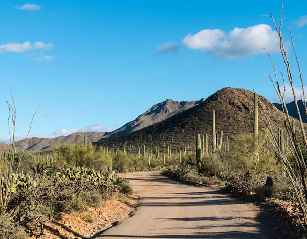 Floresta de cacto no Parque Nacional Saguaro West Tucson — Fotografia de Stock