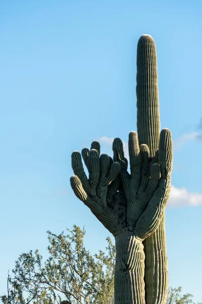 Chocholatý Saguaro v národním parku Západní Tucson — Stock fotografie