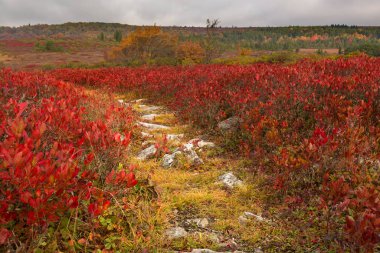 Kırmızı ile kayalık yol Dolly Sods bırakır