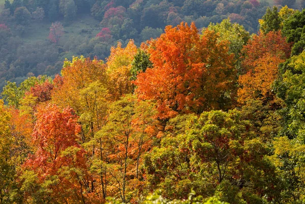 Colorate foglie autunnali in Virginia Occidentale — Foto Stock