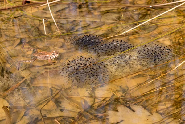 Rana y múltiples huevos de rana o engendro de rana — Foto de Stock