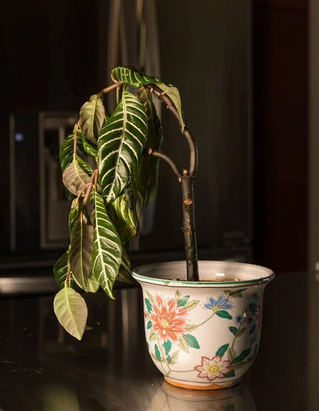 Drooping houseplant in pottery vase — Stock Photo, Image