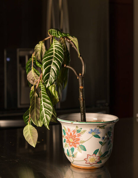 Drooping houseplant in pottery vase