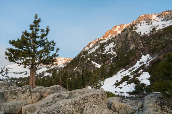 Lone pine or fir tree at sunrise in mountains — Stock Photo, Image