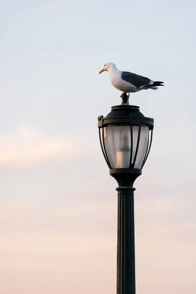 Чайка стоячи на чавунні Лампа вулиці в сутінках — стокове фото