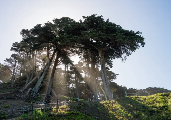 Solstrålar från stora furu eller Gran träd på kusten i San Francisco Bay — Stockfoto