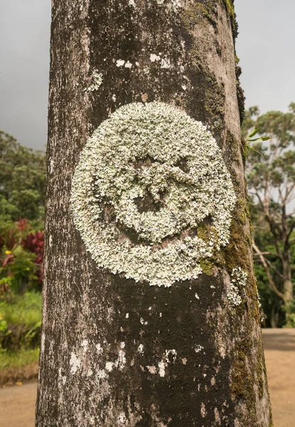 Korstmossen en moss op de boomstam — Stockfoto