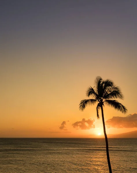 Palma singola in silhouette al tramonto al largo di Maui — Foto Stock