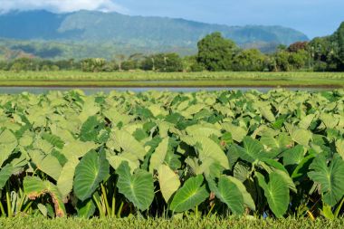 Hanalei'deki Vadisi Kauai bitkilerde Taro