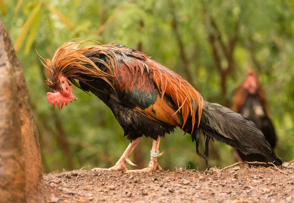 Wild poultry on Kauai soaking wet after rain storm — Stock Photo, Image