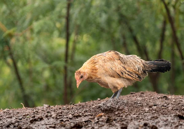 Wild poultry on Kauai soaking wet after rain storm — Stock Photo, Image