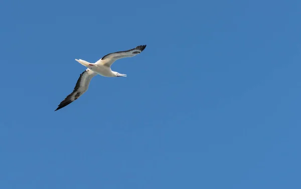 Gaviota de patas rojas volando por encima del punto Kilauea Kauai — Foto de Stock